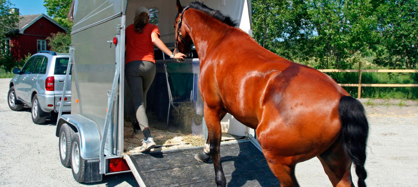 Wynnumtowbars-electricbrakes-horse2